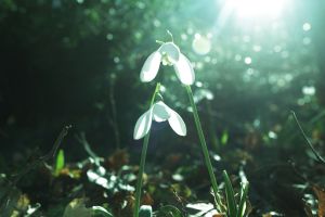 Monthly thoughts - the New Covenant. Snowdrops standing proudly with sunbeams streaming on them.