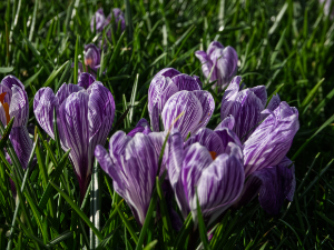 The hope of spring - purple and white crocuses.
